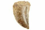 Serrated, Juvenile Carcharodontosaurus Tooth #249436-1